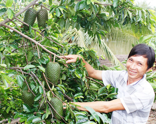 Kỹ thuật trồng c&acirc;y m&atilde;ng cầu xi&ecirc;m kh&ocirc;ng kh&oacute; để c&oacute; năng suất cao nhất