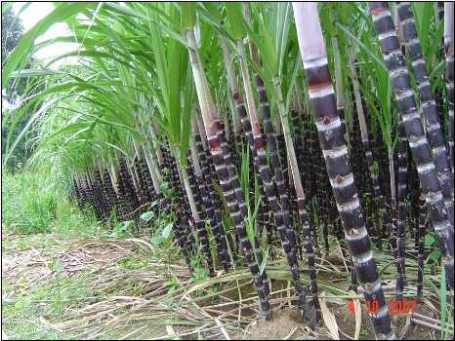 Kỹ thuật trồng c&acirc;y m&iacute;a đ&uacute;ng c&aacute;ch sẽ cho năng suất, chất lượng cao