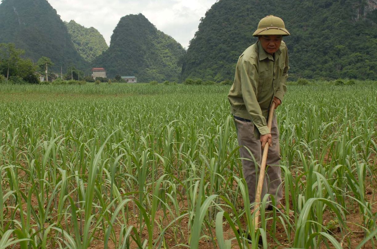 Chăm s&oacute;c, vun xới để c&acirc;y giống ph&aacute;t triển tốt nhất