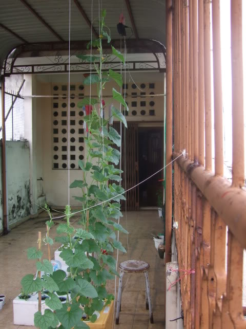 Cần chăm s&oacute;c v&agrave; b&oacute;n ph&acirc;n cho mướp đ&uacute;ng thời kỳ để c&acirc;y cho năng suất tốt nhất