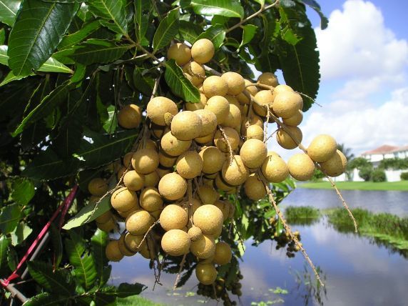 Nắng vững kỹ thuật trồng c&acirc;y nh&atilde;n sẽ cho năng suất cao nhất