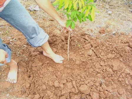 C&oacute; nhiều c&aacute;ch nh&acirc;n giống c&acirc;y nh&atilde;n