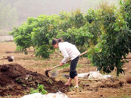 Cần b&oacute;n ph&acirc;n, chăm s&oacute;c đ&uacute;ng thời vụ