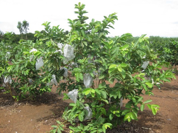 Kỹ thuật trồng c&acirc;y ổi kh&ocirc;ng kh&oacute;