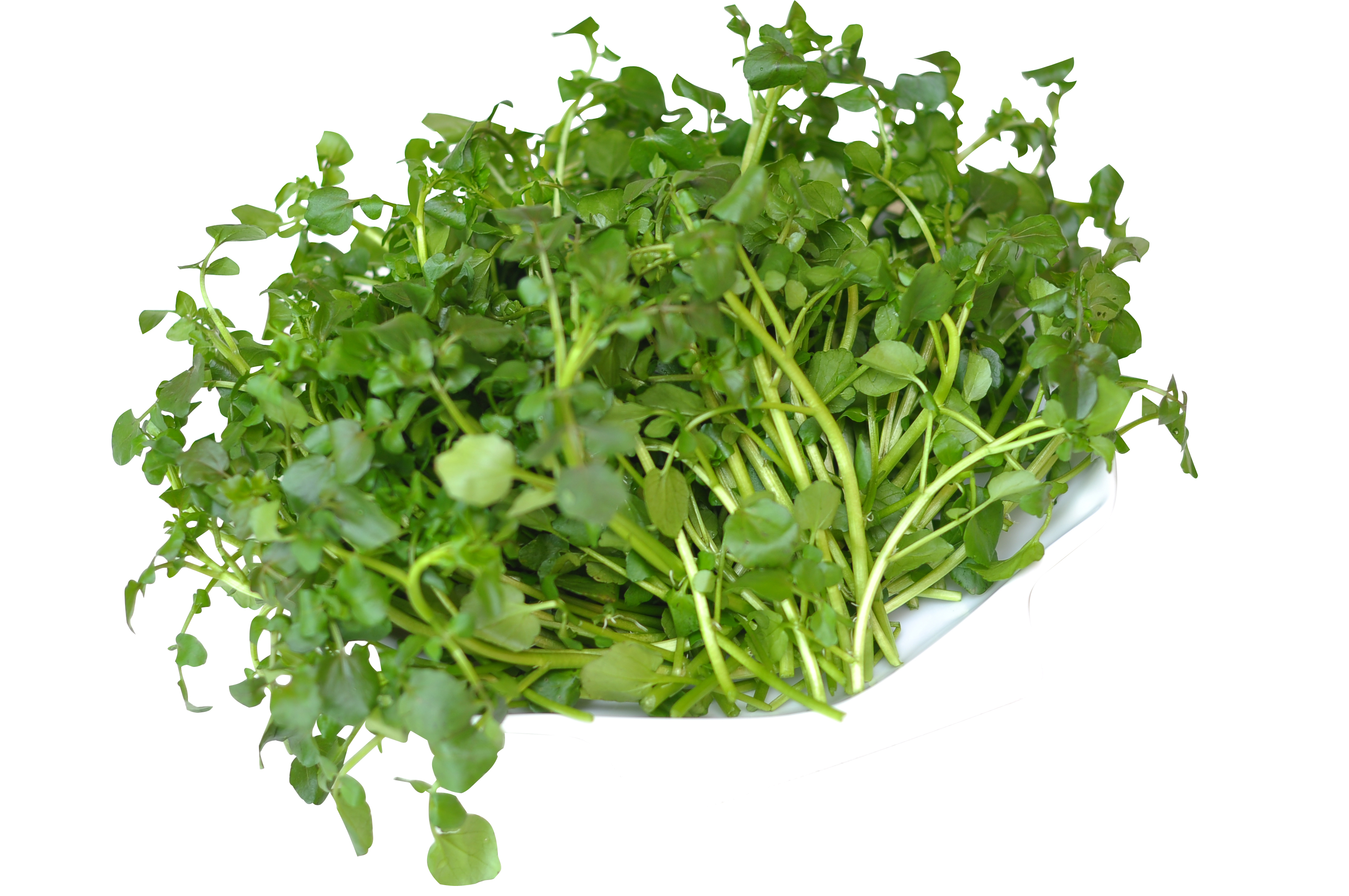 Chỉ cần ch&uacute; &yacute; đến kỹ thuật trồng c&acirc;y l&agrave; người d&acirc;n c&oacute; thể trồng cho gia đ&igrave;nh m&igrave;nh những th&ugrave;ng rau ngon, bổ, rẻ