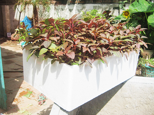 Chỉ cần ch&uacute; &yacute; tới 1 số kỹ thuật trồng c&acirc;y cơ bản l&agrave; người d&acirc;n c&oacute; thể tự trồng cho m&igrave;nh chậu rau dền
