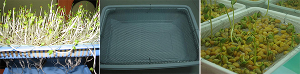 khay đựng t&aacute;ch, hộp b&aacute;nh cũ, rổ... lưới inox l&agrave; những dụng cụ cần thiết trong kỹ thuật trồng c&acirc;y rau mần kh&ocirc;ng cần đất