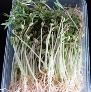 Thu hoạch sau khi trồng rau mầm kh&ocirc;ng cần đất