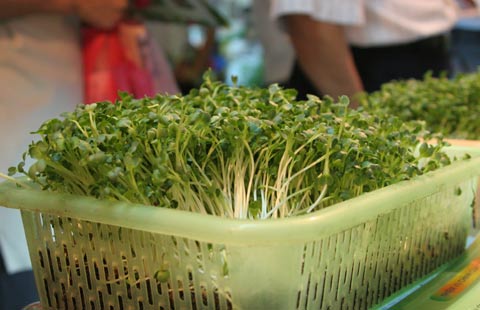 Rau mầm trồng trong rổ kh&ocirc;ng cần đất