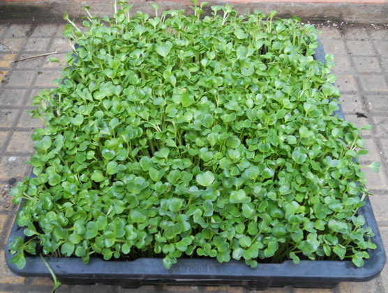 Biết kỹ thuật trồng c&acirc;y rau mầm sẽ cho hiệu quả cao