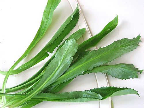 C&acirc;y m&ugrave;i t&agrave;u c&ograve;n c&oacute; t&ecirc;n gọi kh&aacute;c l&agrave; c&acirc;y ng&ograve; gai