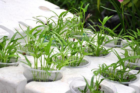 Kỹ thuật trồng cây rau muống khá đơn giản Kỹ thuật trồng cây rau muống khá đơn giản