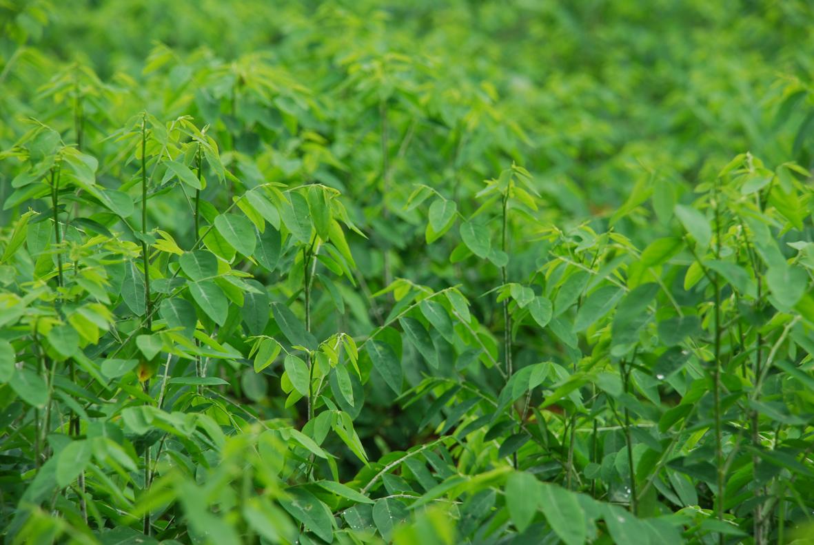 Kỹ thuật trồng c&acirc;y rau ng&oacute;t kh&aacute; đơn giản