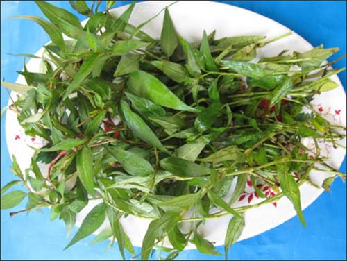 Người d&acirc;n c&oacute; thể trồng c&acirc;y trong chậu hoặc trong th&ugrave;ng xốp