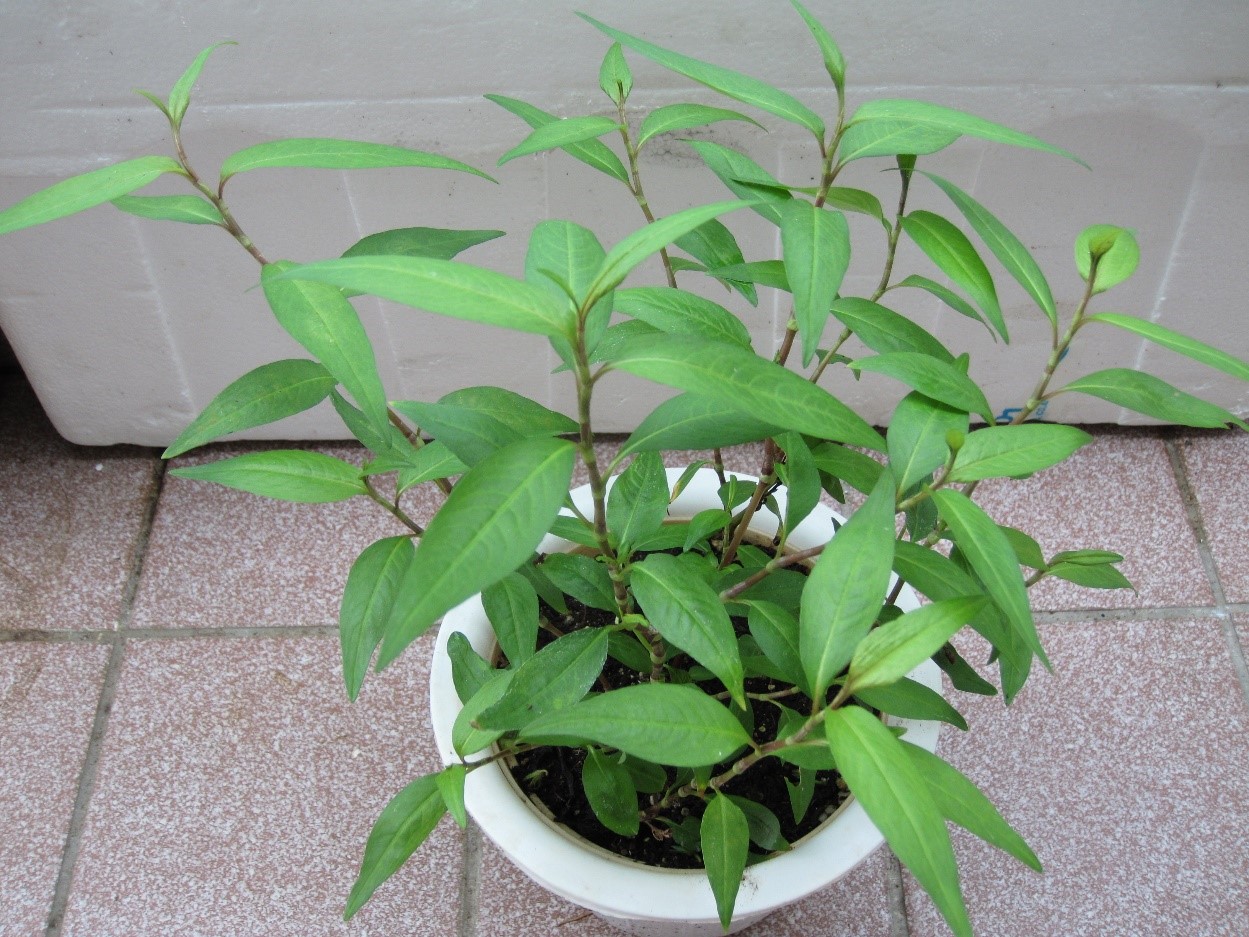 Bằng c&aacute;ch tận dụng chậu c&acirc;y thừa v&agrave; &aacute;p dụng kỹ thuật trồng c&acirc;y l&agrave; người d&acirc;n c&oacute; thể tự trồng c&acirc;y rau răm