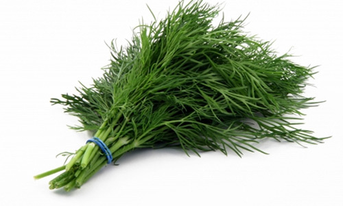 C&acirc;y th&igrave; l&agrave; c&oacute; kỹ thuật trồng c&acirc;y kh&aacute; đơn giản