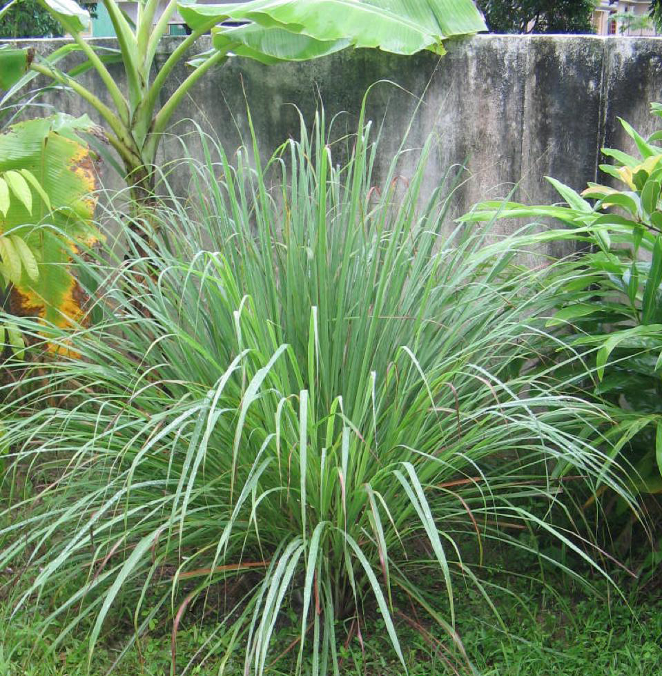 Kỹ thuật trồng c&acirc;y sả kh&ocirc;ng kh&oacute;