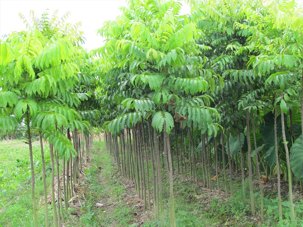 Sấu l&agrave; loại c&acirc;y kh&ocirc;ng k&eacute;n đất, n&ecirc;n chọn trồng ở v&ugrave;ng đất c&aacute;t pha, thịt nhẹ