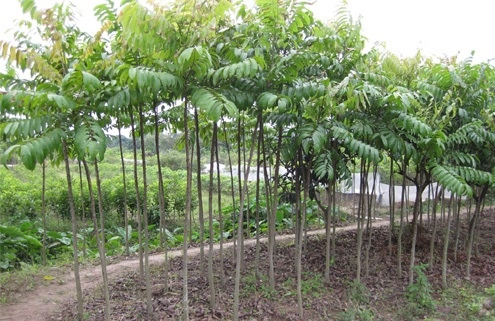Chăm s&oacute;c, b&oacute;n ph&acirc;n, tưới nước l&agrave; kh&acirc;u quan trọng trong kỹ thuật trồng c&acirc;y sấu