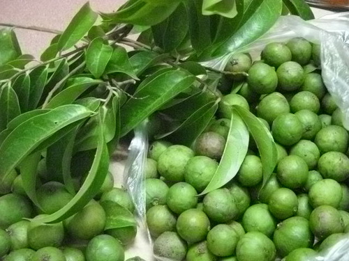 Kh&ocirc;ng những cho b&oacute;ng m&aacute;t, sấu c&ograve;n l&agrave; c&acirc;y ăn quả