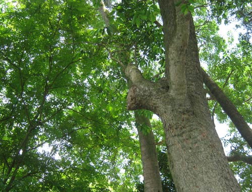 Chỉ cần ch&uacute; &yacute; một số kỹ thuật trồng c&acirc;y sưa, b&agrave; con n&ocirc;ng d&acirc;n sẽ thu về hiệu quả Sòng Bài Trực Tuyến 13Win.com cao