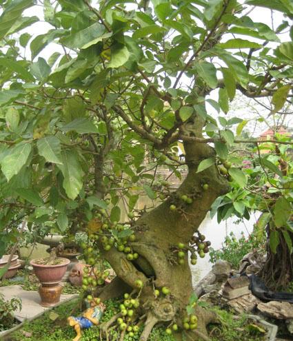 Kỹ thuật trồng c&acirc;y sung cảnh cần tỉ mỉ, cẩn thận