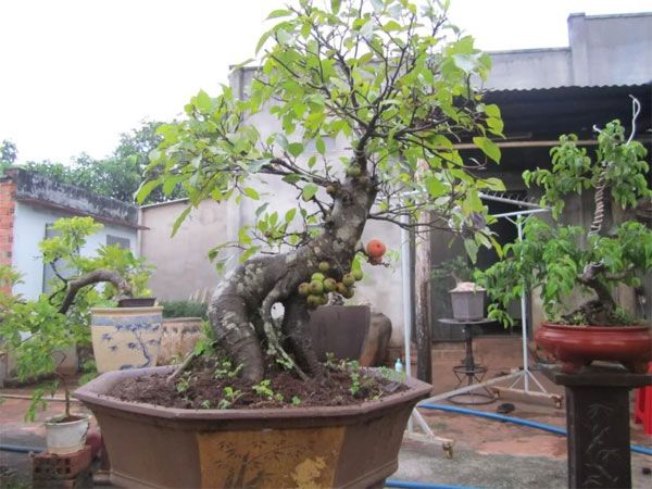 Cần thường xuy&ecirc;n tỉa l&aacute;, uốn c&agrave;nh cho c&acirc;y d&aacute;ng đẹp nhất