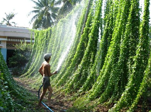 nhiều người đ&atilde; nh&acirc;n giống bằng c&aacute;ch ươm hột trồng trong vườn nh&agrave; để lấy l&aacute; 
