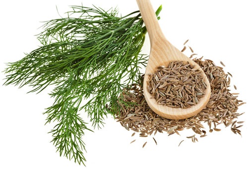 C&acirc;y th&igrave; l&agrave; kh&ocirc;ng dễ bị nhiễm s&acirc;u bệnh
