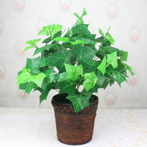 C&acirc;y thường xu&acirc;n c&oacute; nhiều &yacute; nghĩa cho phong thủy v&agrave; gi&uacute;p thanh lọc kh&ocirc;ng kh&iacute; nh&agrave;