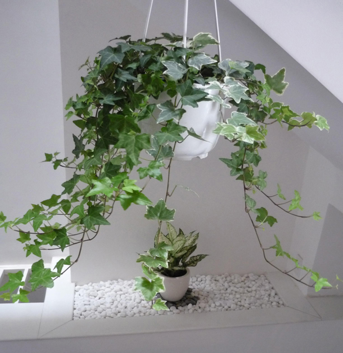 Kỹ thuật trồng c&acirc;y thường xu&acirc;n kh&ocirc;ng qu&aacute; kh&oacute;