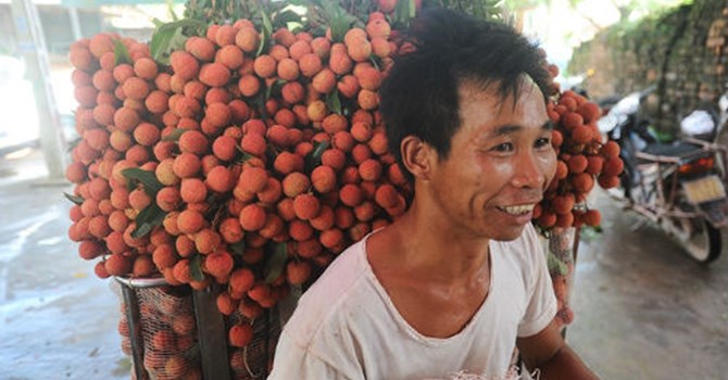 Trồng c&acirc;y vải thiều l&agrave; c&aacute;ch l&agrave;m gi&agrave;u của nhiều hộ n&ocirc;ng d&acirc;n ở Bắc Giang, Hải Dương hiện nay