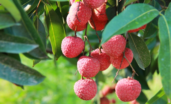 &Aacute;p dụng đ&uacute;ng kỹ thuật  trồng c&acirc;y vải thiều sẽ gi&uacute;p đảm bảo năng suất chất lượng n&ocirc;ng sản, hạn chế s&acirc;u bệnh