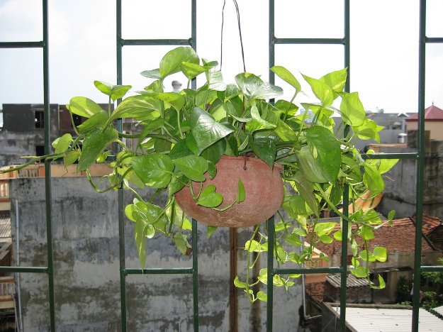 Kỹ thuật trồng c&acirc;y vạn ni&ecirc;n hoa kh&ocirc;ng kh&oacute;