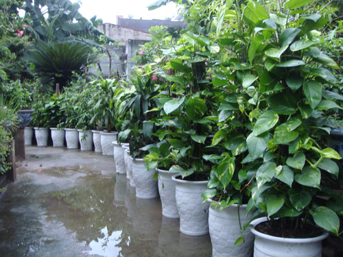 C&acirc;y vạn ni&ecirc;n hoa c&oacute; &yacute; nghĩa phong thủy về c&ocirc;ng danh