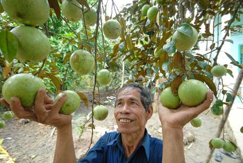 Kỹ thuật trồng c&acirc;y v&uacute; sữa kh&ocirc;ng kh&oacute; để cho năng suất cao nhất