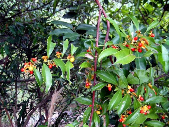 Kỹ thuật trồng c&acirc;y xạ đen kh&ocirc;ng qu&aacute; phức tạp