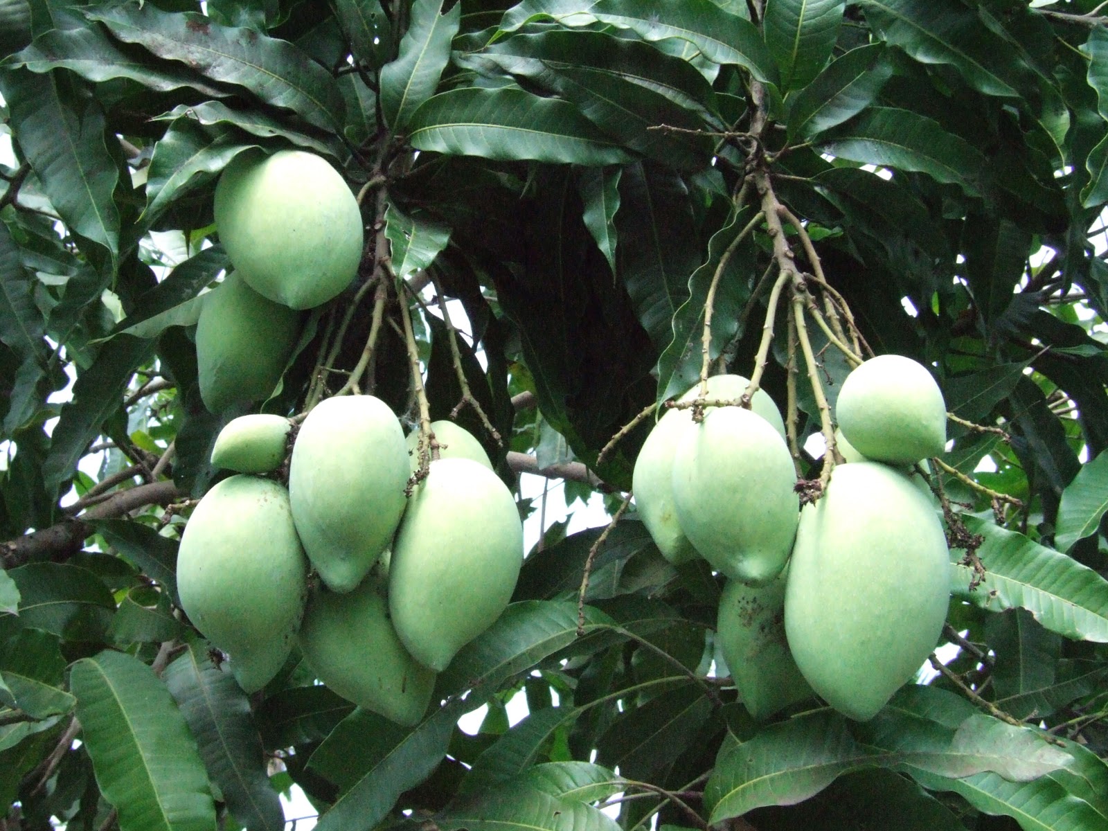 Chăm s&oacute;c, tưới nước, b&oacute;n ph&acirc;n, ph&ograve;ng trừ s&acirc;u bệnh l&agrave; những kh&acirc;u quan trọng trong kỹ thuật trồng c&acirc;y xo&agrave;i Th&aacute;i Lan