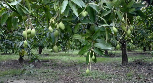 N&ecirc;n xử l&yacute; ra hoa đồng loạt để c&acirc;y sai quả tr&aacute;nh s&acirc;u bệnh