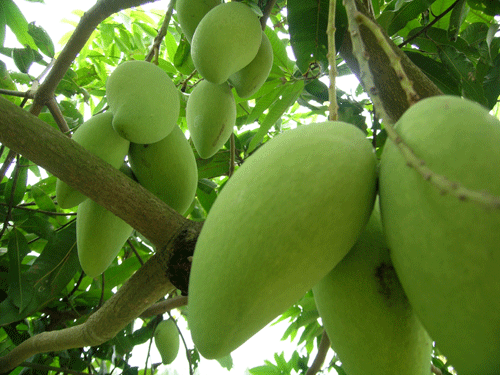 Kỹ thuật trồng c&acirc;y xo&agrave;i Th&aacute;i Lan đ&uacute;ng quy tr&igrave;nh sẽ cho năng suất, chất lượng cao