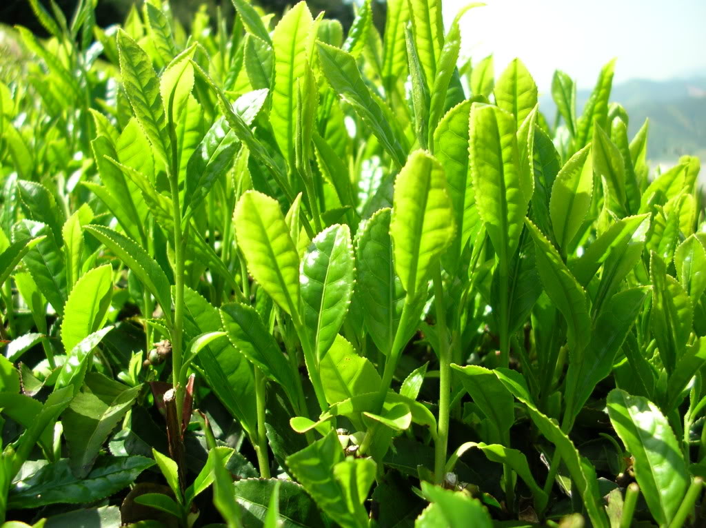 Kỹ thuật trồng ch&egrave; xanh đ&uacute;ng c&aacute;ch sẽ cho năng suất cao nhất