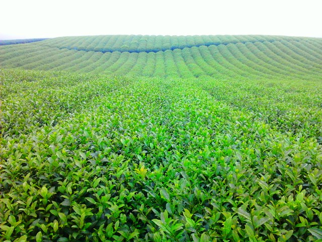 Cần chăm b&oacute;n, trừ s&acirc;u tốt cho ch&egrave; xanh