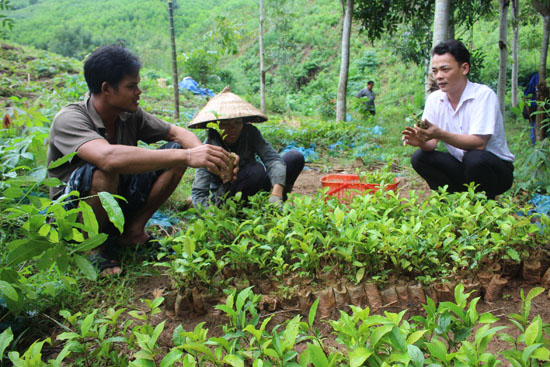 Kỹ thuật trồng ch&egrave; xanh đ&ograve;i hỏi phải c&oacute; mật độ ph&ugrave; hợp v&agrave; giống c&acirc;y tốt