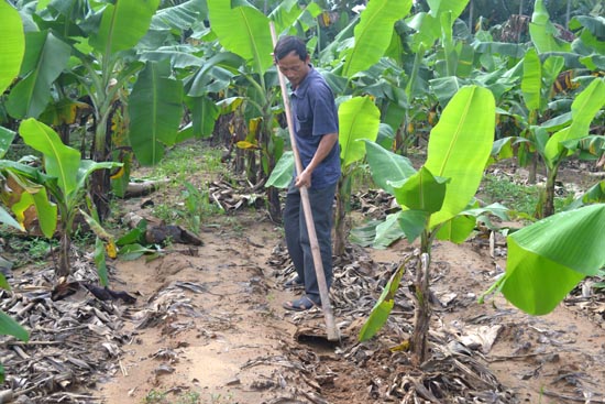 C&acirc;y chuối cần nhiều chăm b&oacute;n, tưới nước thường xuy&ecirc;n