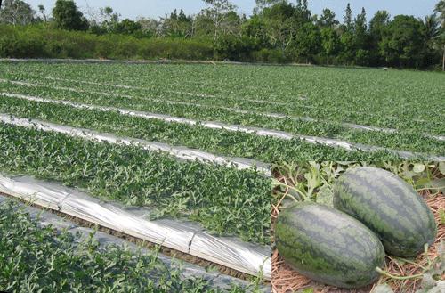 Chọn đất trồng l&agrave; một kh&acirc;u quan trọng trong kỹ thuật trồng c&acirc;y dưa hấu