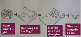 Quy tr&igrave;nh ng&acirc;m hạt giống 