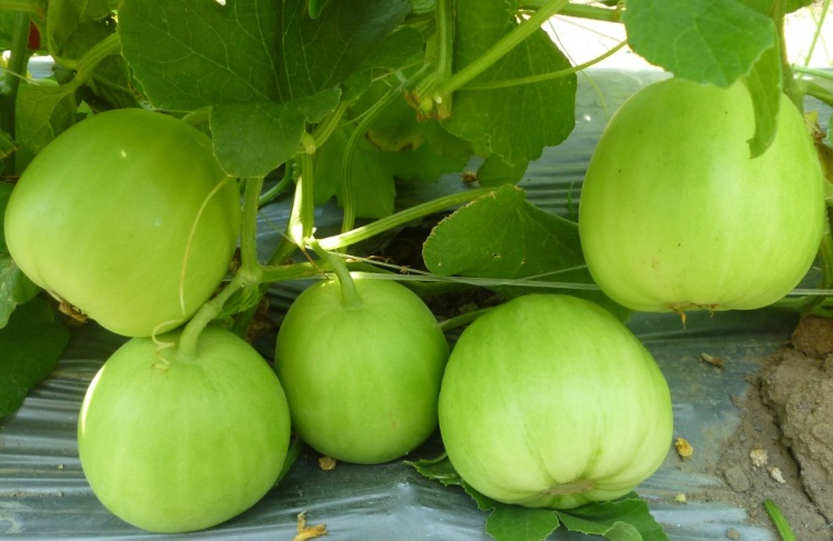Dưa l&ecirc; nhanh cho thu hoạch khoảng 60 ng&agrave;y