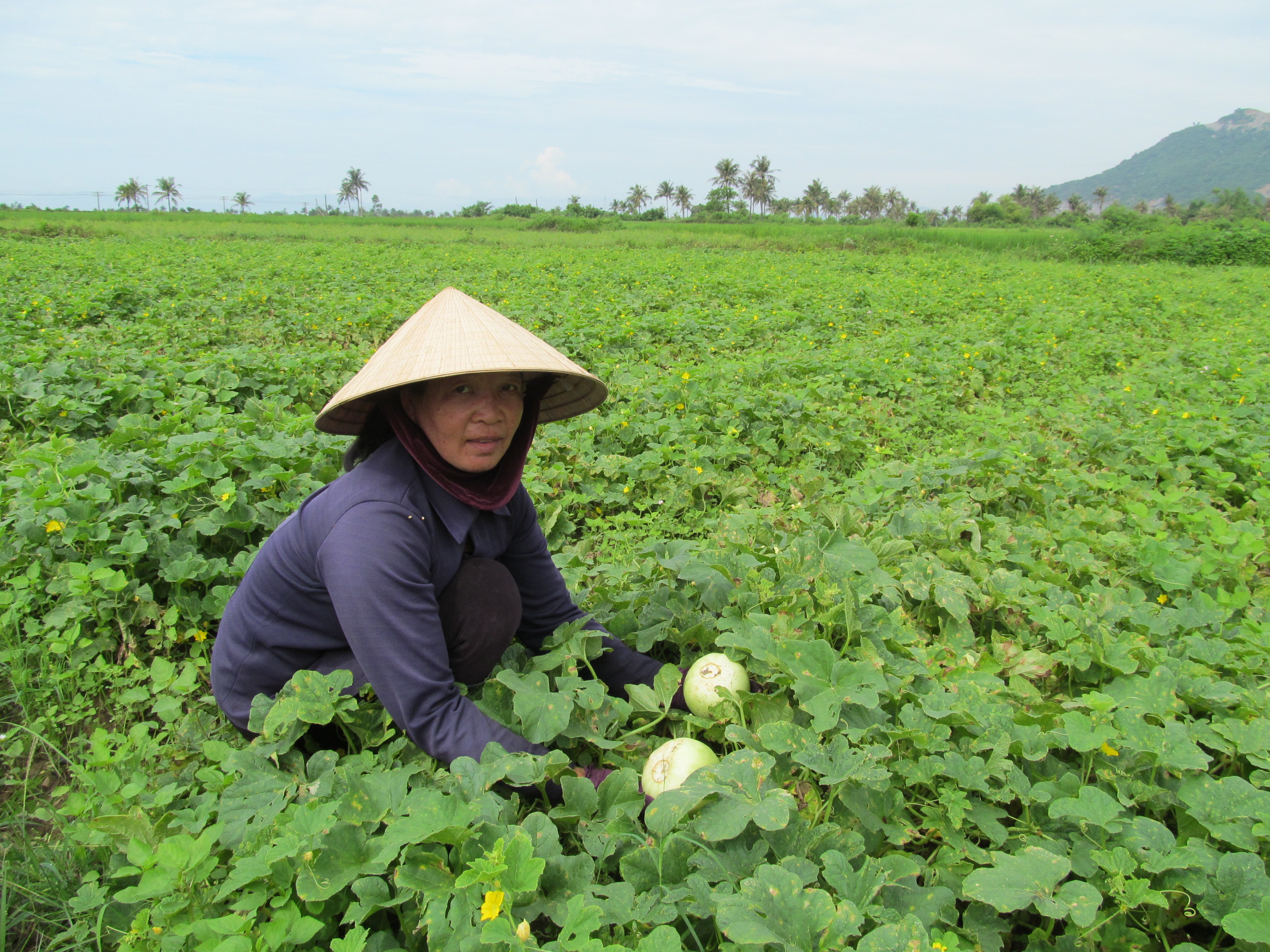 Kỹ thuật trồng dưa l&ecirc; si&ecirc;u ngọt cần chăm b&oacute;n đ&uacute;ng c&aacute;ch v&agrave; kịp thời