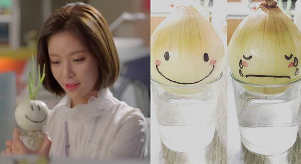 Kỹ thuật trồng h&agrave;nh t&acirc;y si&ecirc;u dễ thương như 'She was pretty' v&ocirc; c&ugrave;ng dễ