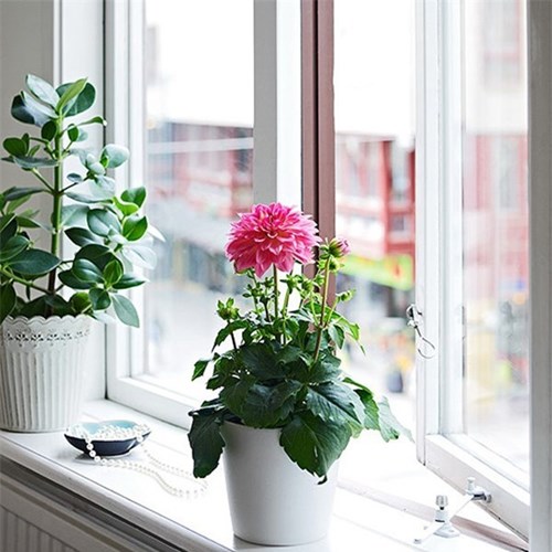 Kỹ thuật trồng hoa thược dược kh&ocirc;ng qu&aacute; kh&oacute;